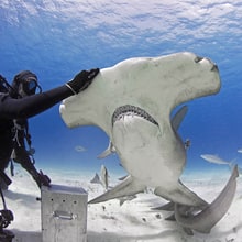 4 Shark Encounters That Show Them as Gentle Giants