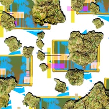 The Rolling Stone Guide to Legal Pot: California