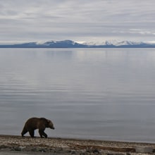Is Yellowstone's Grizzly Bear Population Doomed?