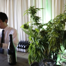 A Little Pot with that Pinot? California Weed Farms and Wineries Pair Up