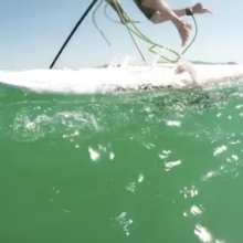 Watch: A Giant Squid Grabs a Guy's Paddle Board, Tips Him Over