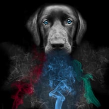 Are 'Vapor Wake' Dogs the Future of Concert Security?